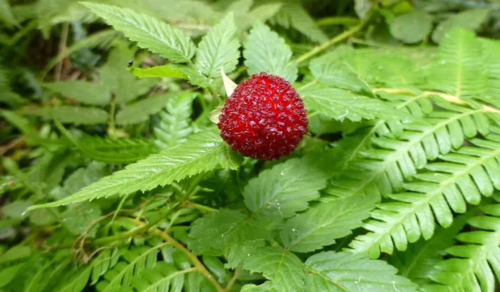 Ripe raspberry