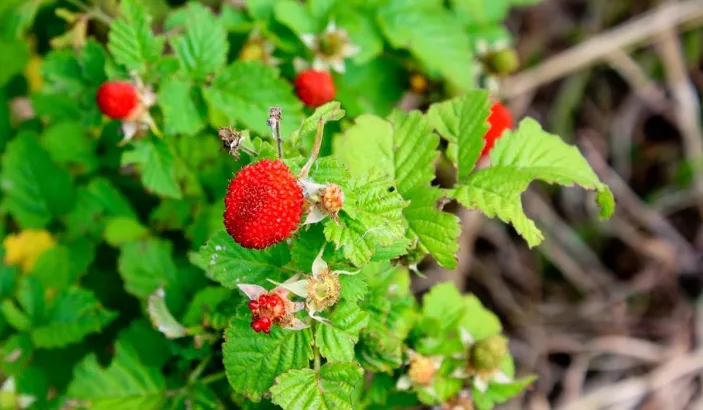Ripe raspberry