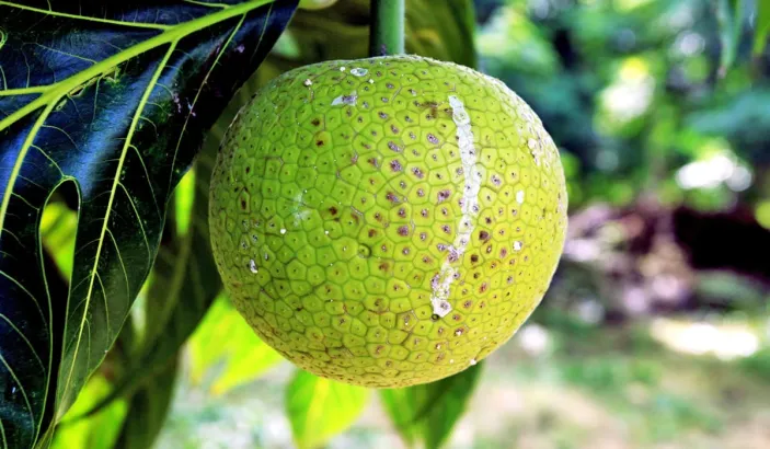 Fruit à pain dans un arbre à pain