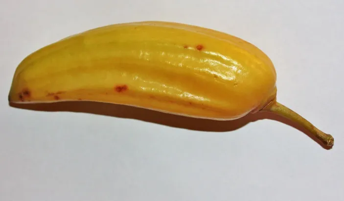 Guajilote ou canne de la Jamaïque