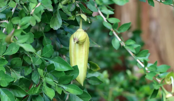 Pousses de guajilote