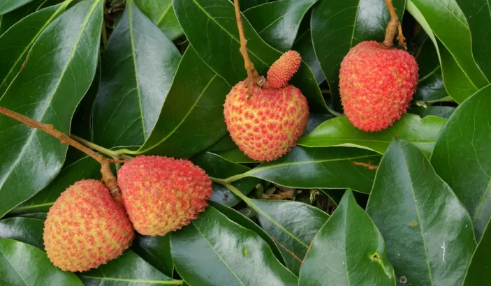 Lychee branch