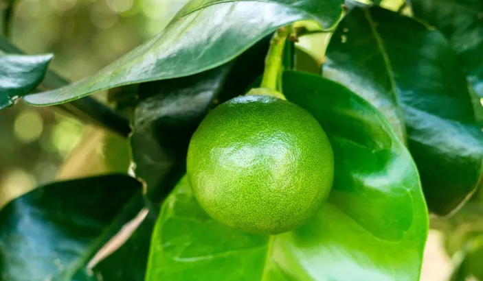 Lime