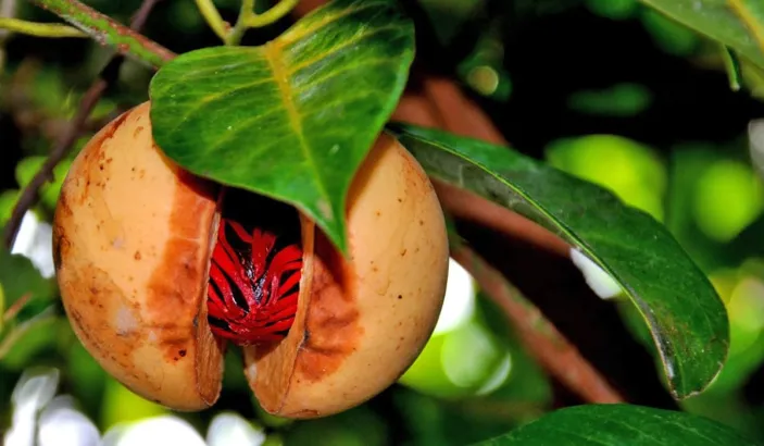 Branche avec fruit du muscadier