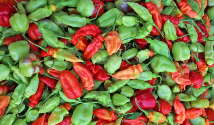 Piments végétariens