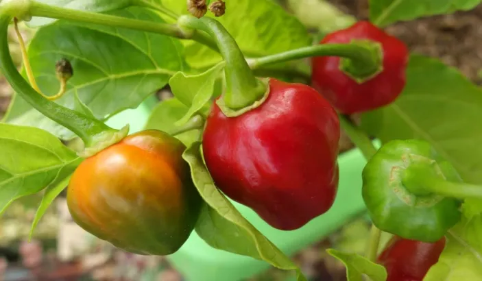 Piments antillais