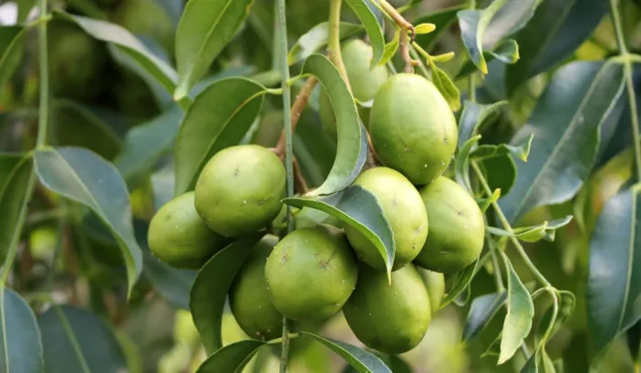 Branche de prunes de Cythère