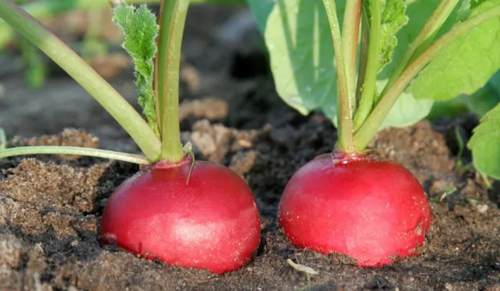 Plants de radis