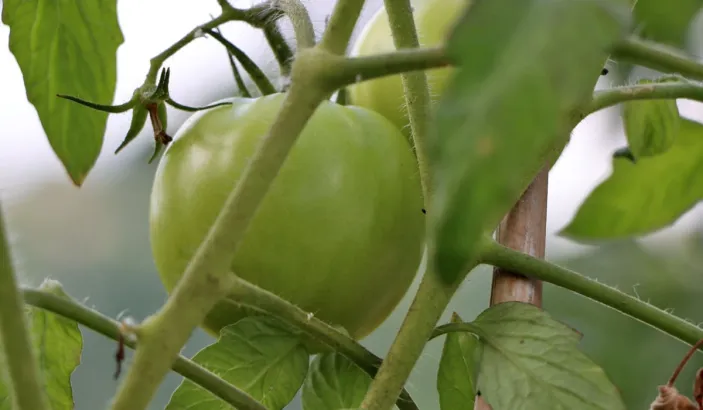 Green tomato