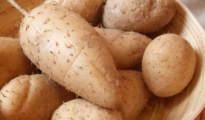 Guinea arrowroots