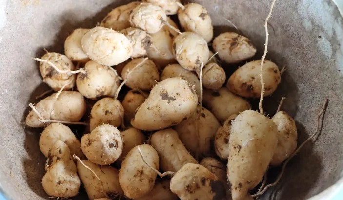 Guinea arrowroots