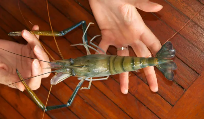 Cribiche dans les mains d'une personne