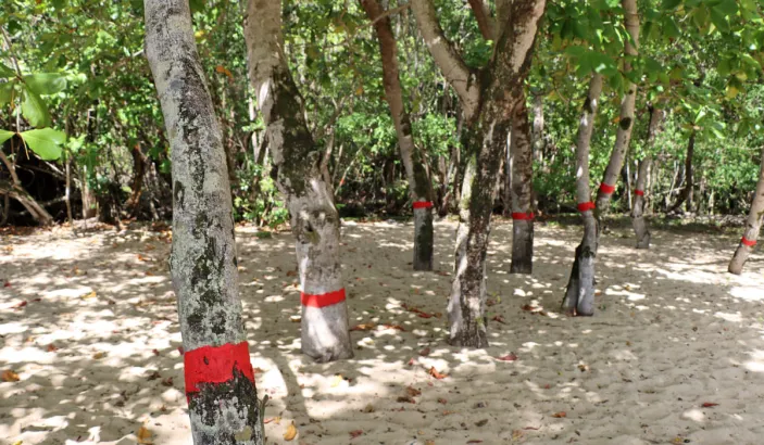 Manchineel tree marked with a band of red paint