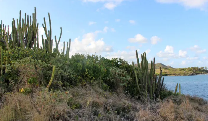 Cactus on Chevalier Islet