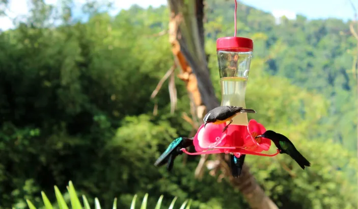 Colibris au Jardin de Balata