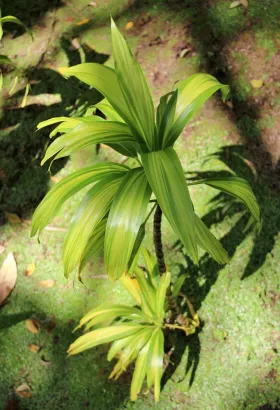 Plante verte au jardin de Balata
