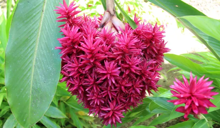 Fleurs roses au jardin de Balata