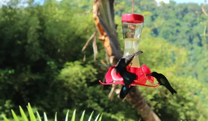 Colibris au jardin de Balata