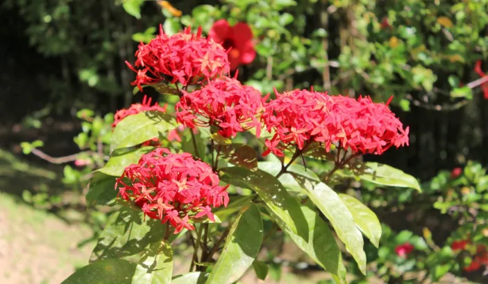 Ixora rouge au Jardin de Balata