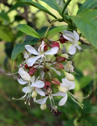 Fleurs blanches au jardin de Balata