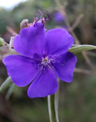Fleur violette au jardin de Balata