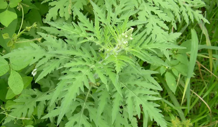 Absinthe (Ambrosia peruviana)