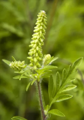 Absinthe (Ambrosia peruviana)