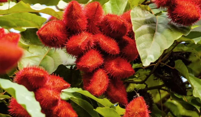 Annatto plant