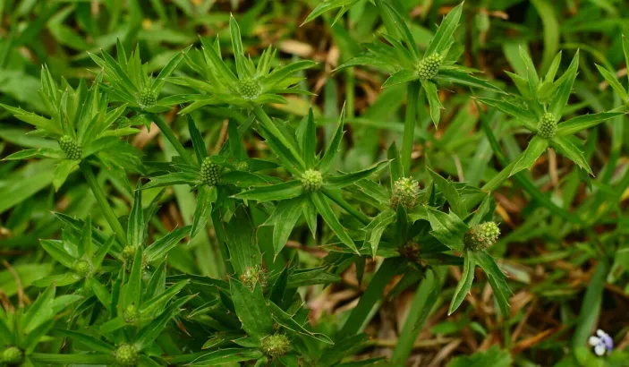 Chardon béni (Eryngium foetidum)
