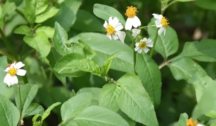 Herbe à aiguilles (Bidens pilosa)