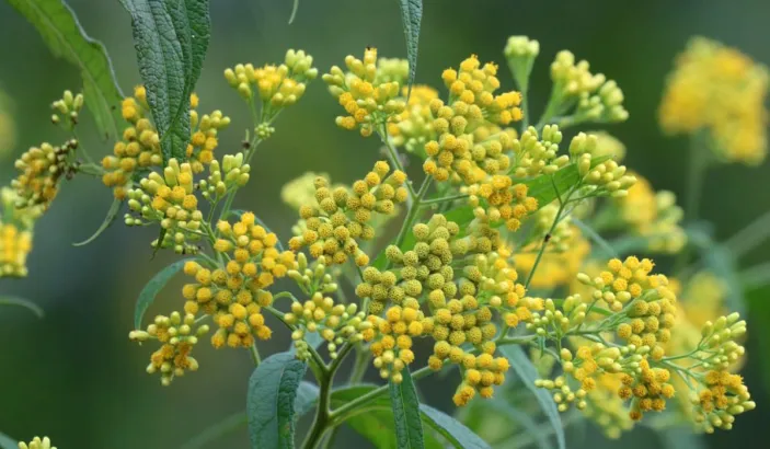 Fleurs d'herbe à pic (Neurolaena lobata)