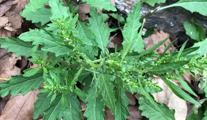 Herbe à vers (Chenopodium ambrosiodes)