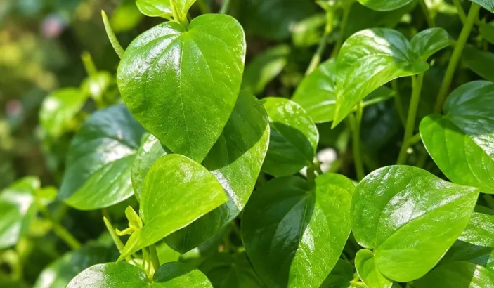 Herbe couresse (Peperomia pellucida)