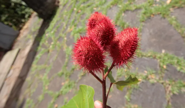 Annatto branch