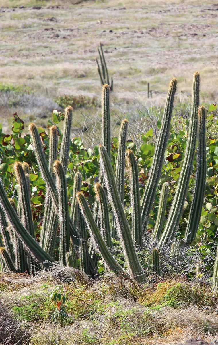 Cactus au Marin