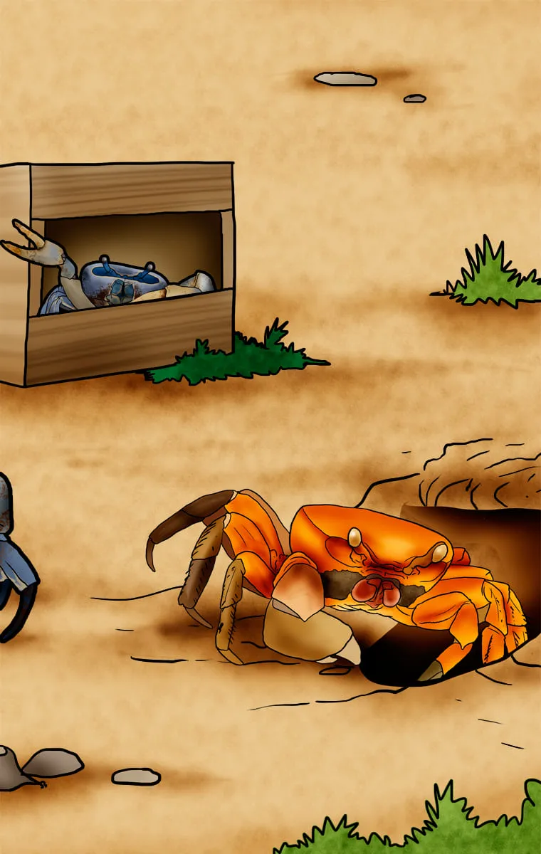 Illustration de crabes de terre