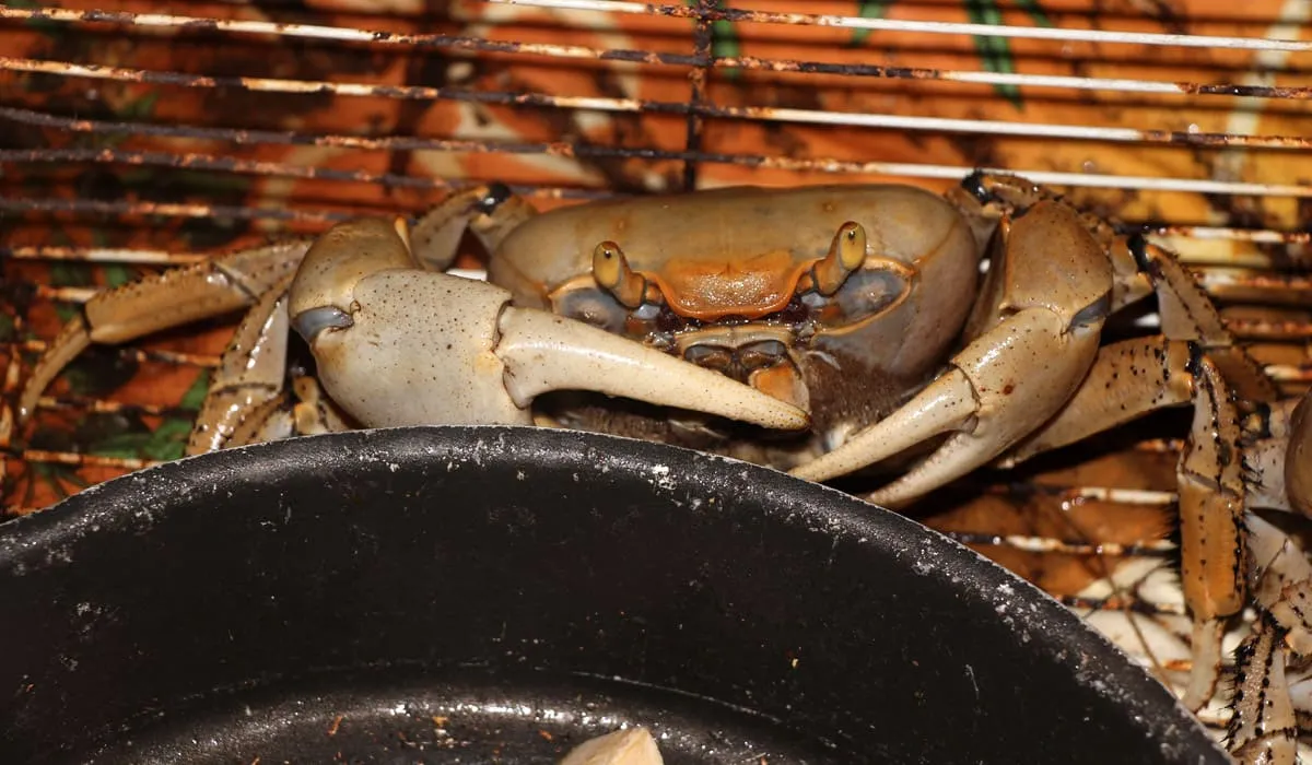 Land crab in a cage