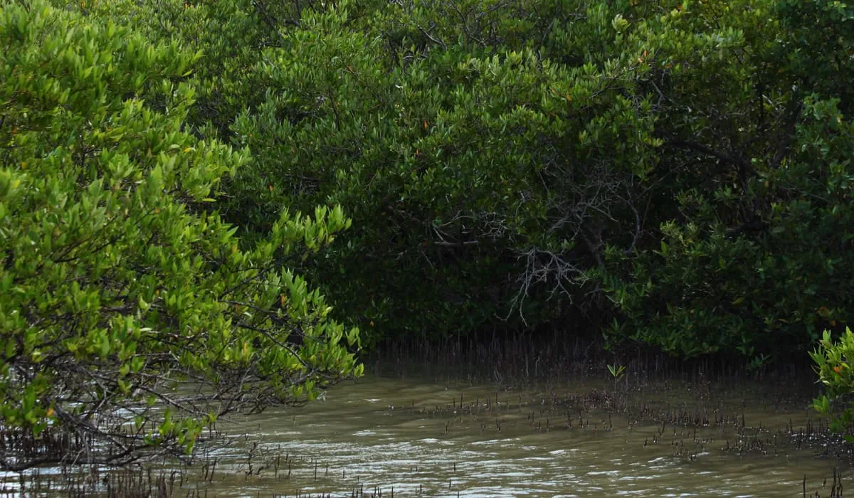 Mangrove de l'étang des Salines
