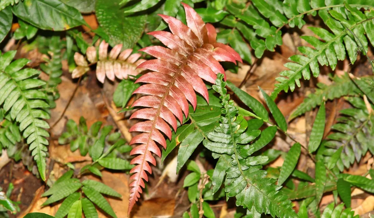 Fougères roses et vertes
