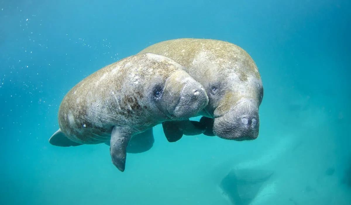 Lamantin espèce disparue en Martinique