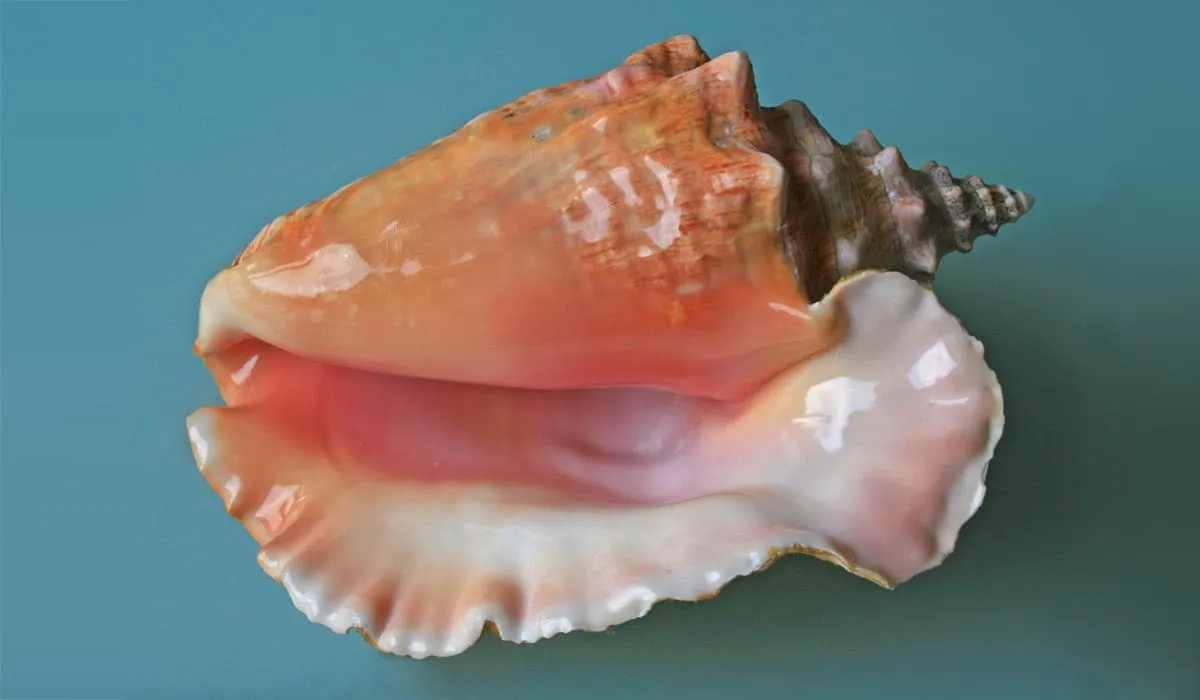 Coquillage de lambis