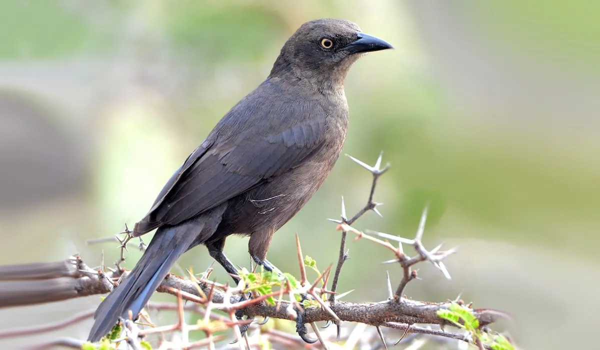 Quiscale merle femelle