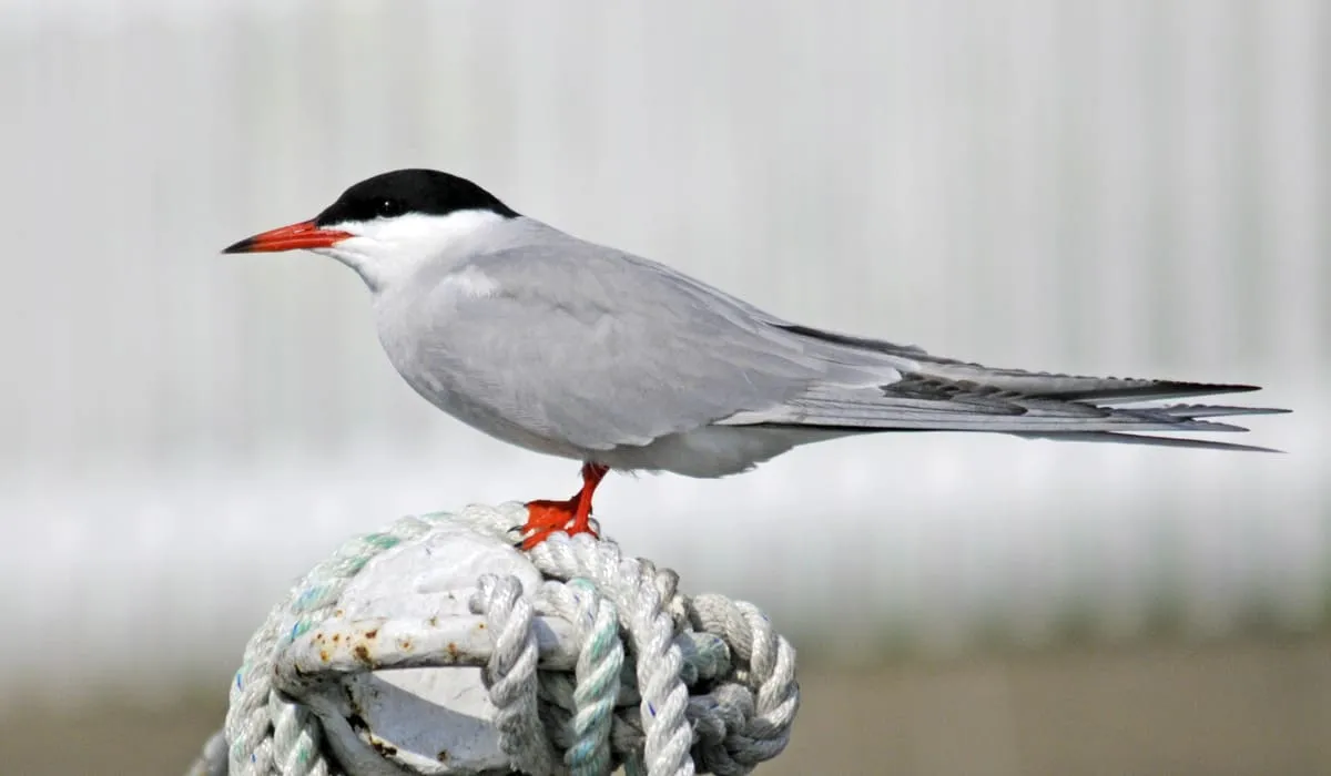 Sterne pierregarin (Sterna hirundo)