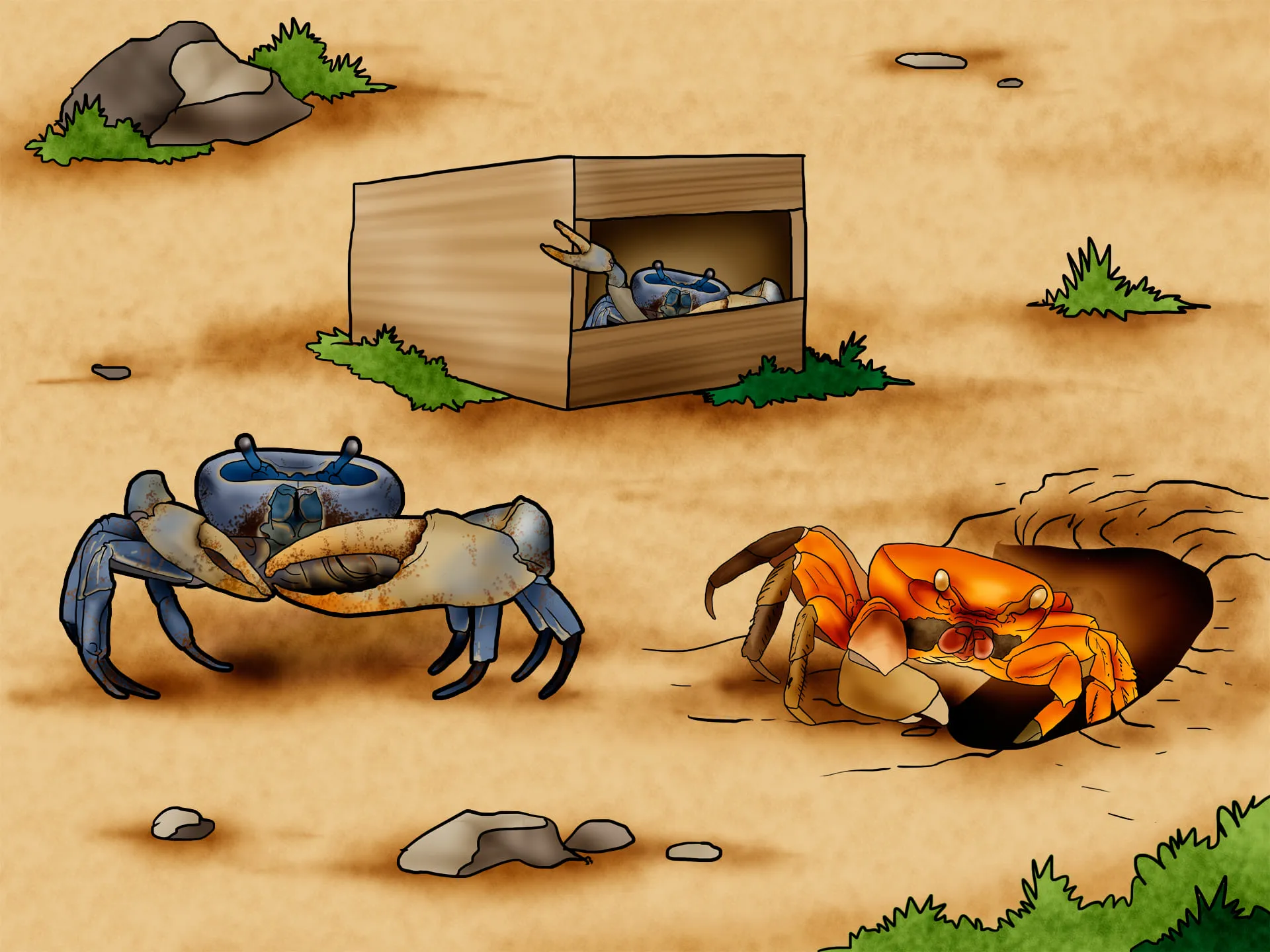 Illustration de crabes de terre