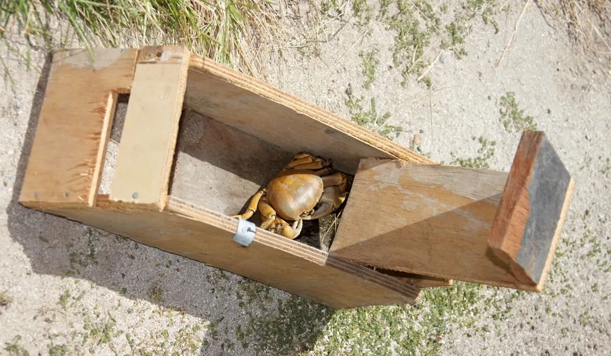 Crabe dans une ratière