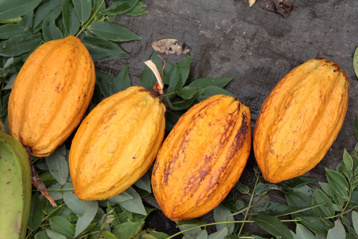 Cacaos de Martinique